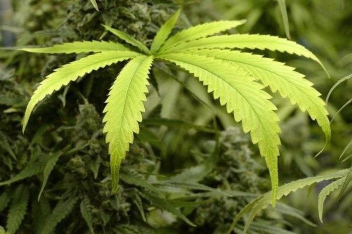 marijuana plant close-up