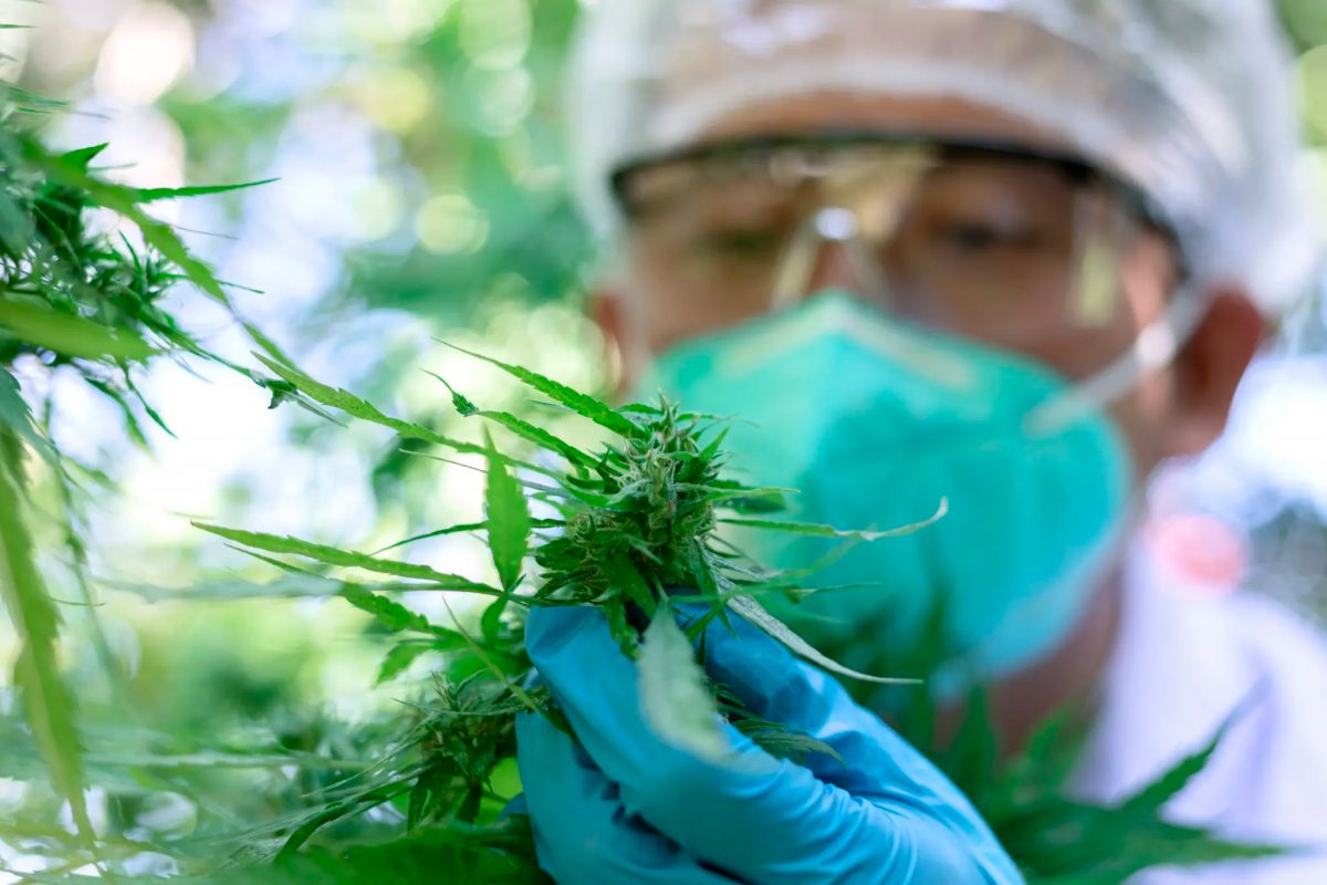 Person inspecting cannabis plant.