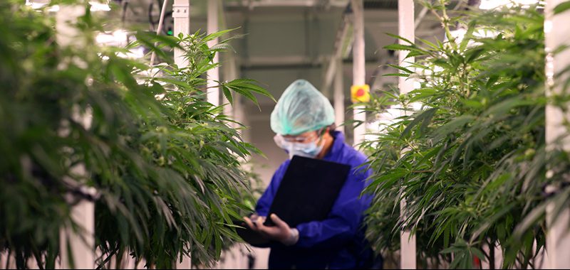 Scientist inspector checking cannabis leaves in closed system laboratory