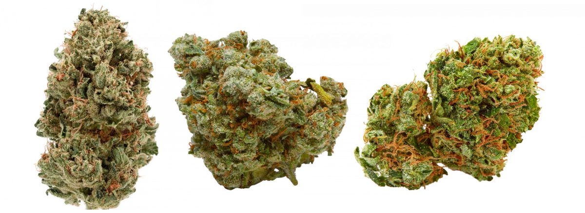 Close-up of marijuana strains.