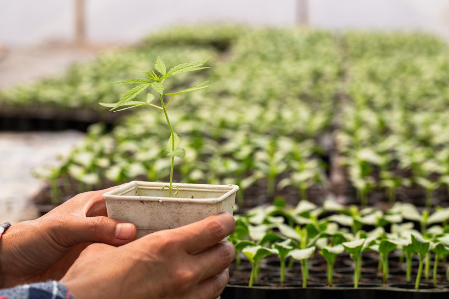 Close-up of hands holding cannabis plant in a gardening container